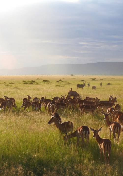 safari masai mara