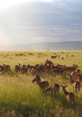 masai mara