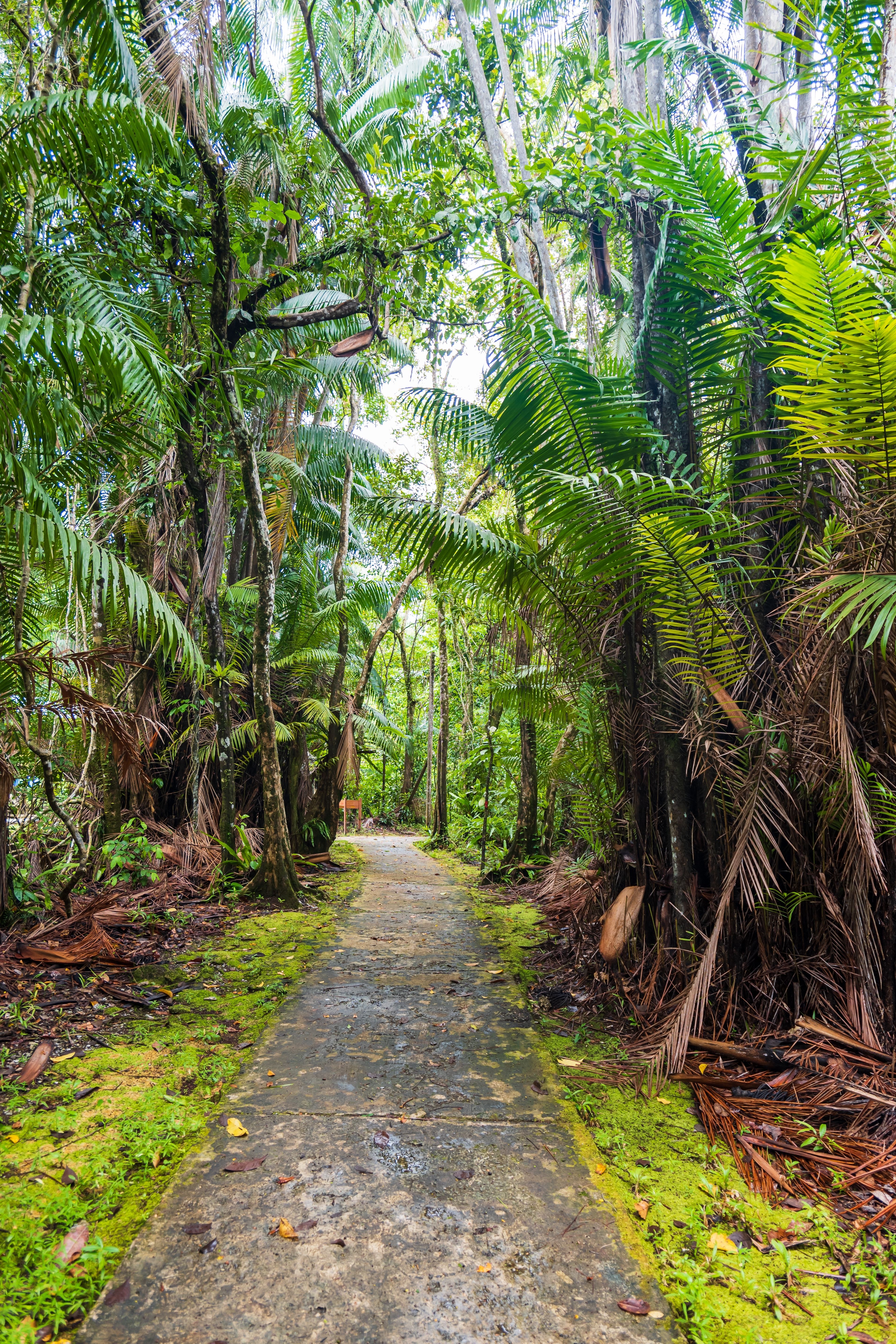 walk in Bako National Park