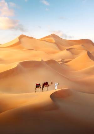 uomo con due cammelli nel deserto di dubai