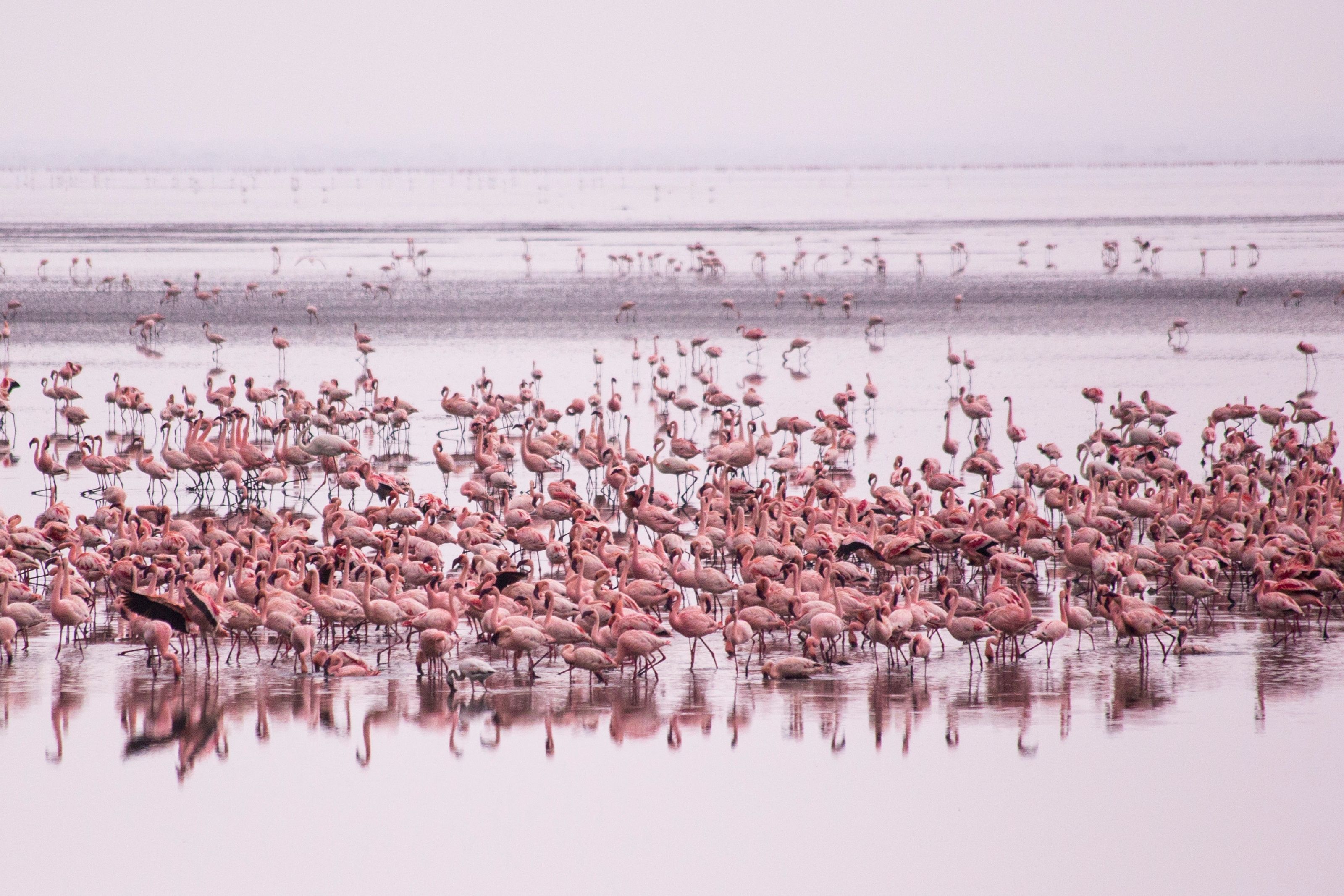 pink flamingos at Lake Manyara National Park