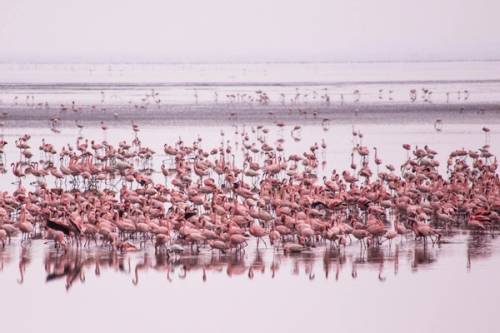 fenicotteri rosa al lake manyara national park