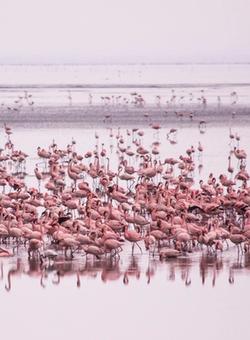 fenicotteri rosa al lake manyara national park
