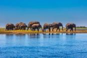 branco di elefanti lungo corso acqua