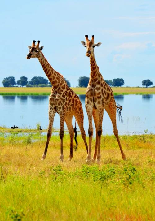 parco chobe