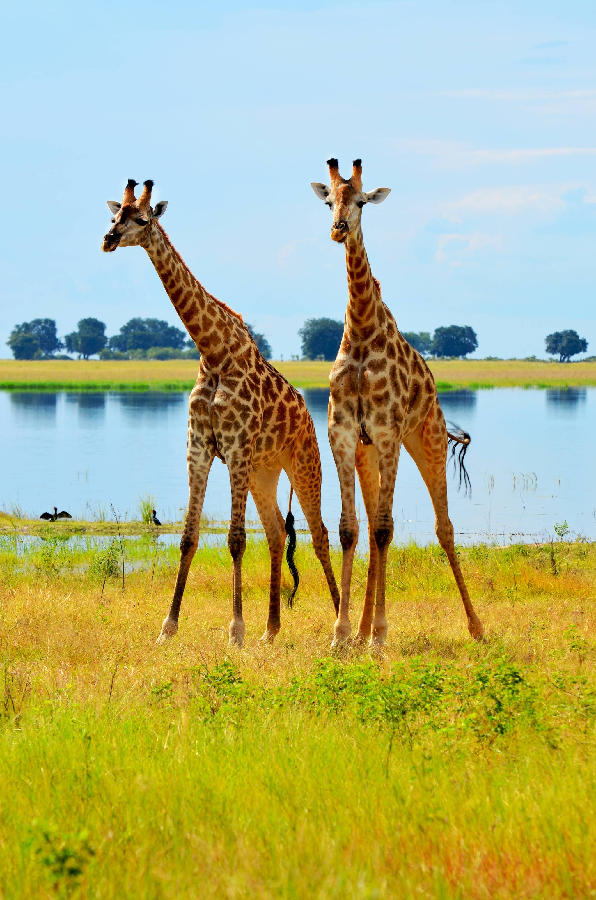 fiume chobe giraffe