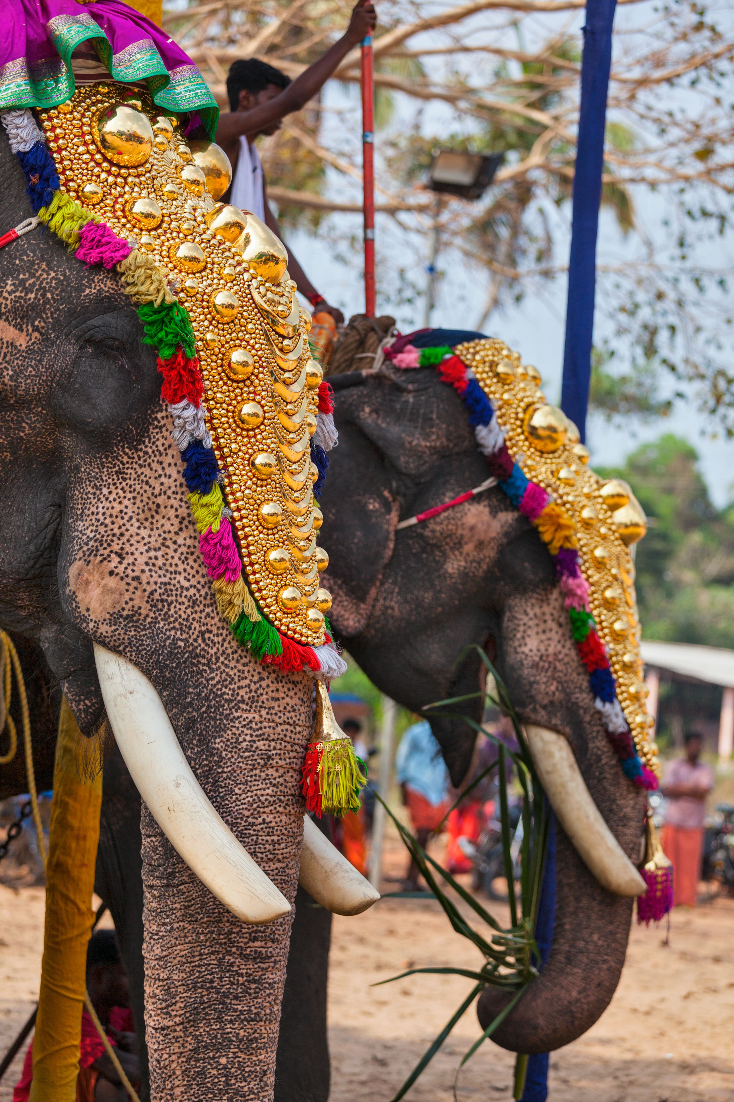 decorated elephant