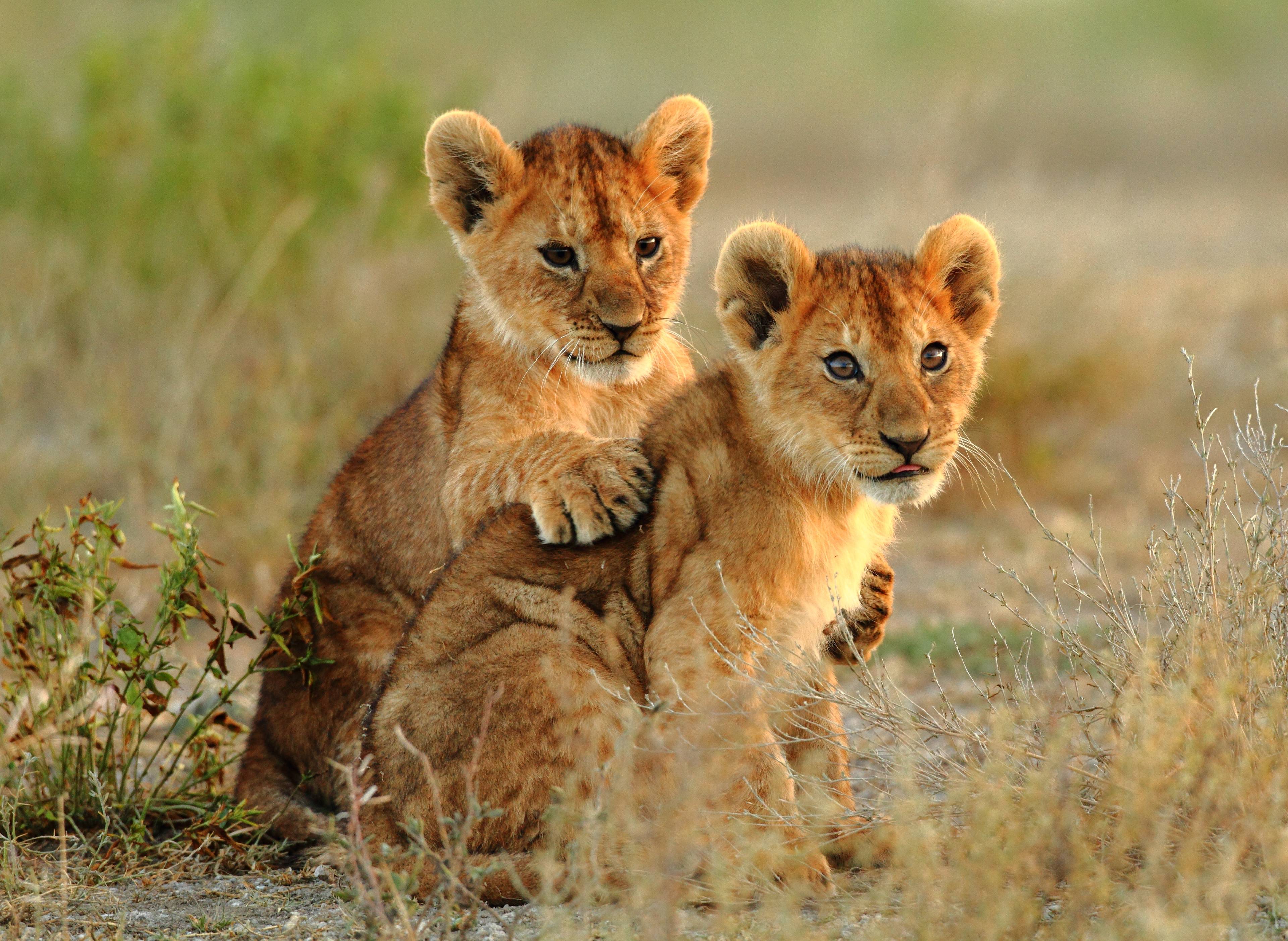 cuccioli di leone