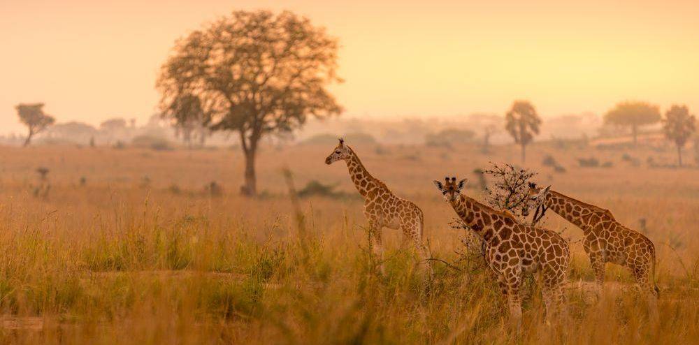 safari organizzati in africa