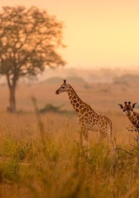 safari organizzati in africa