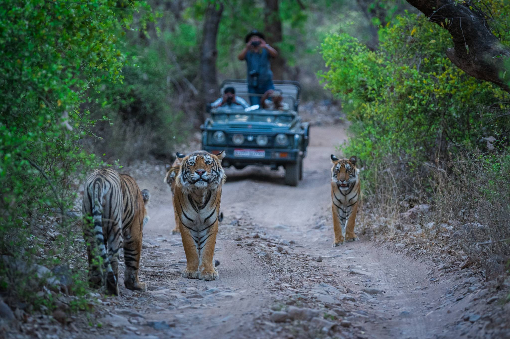 parco nazionale a ranthambore