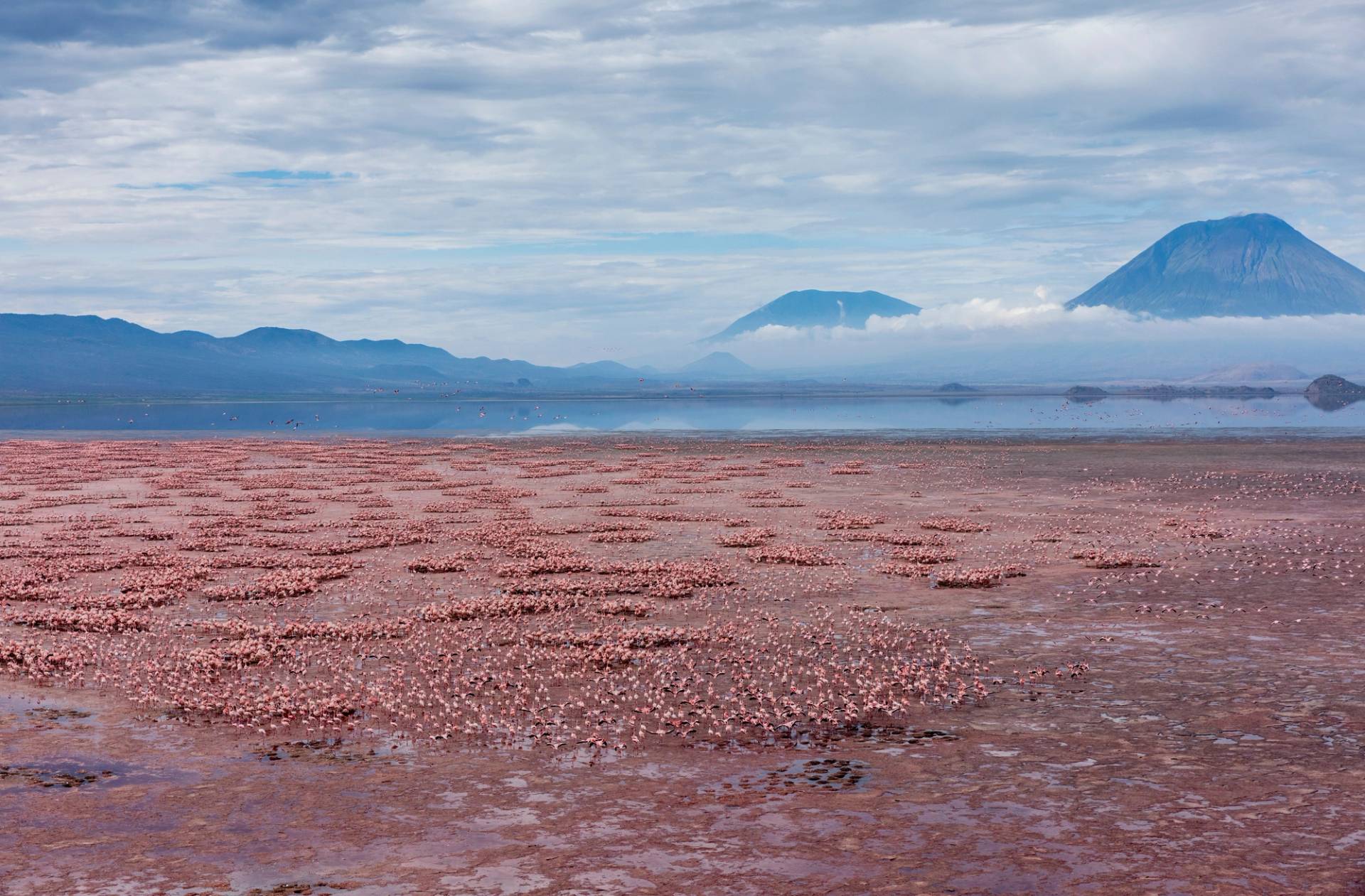 fenicotteri lago natron tanzania