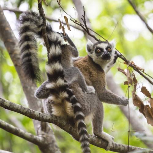 lemure nel parco di anja