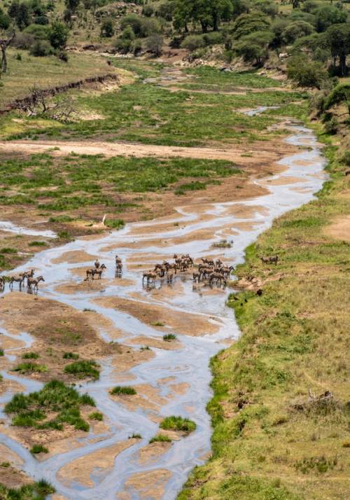 parco nazionale tarangire