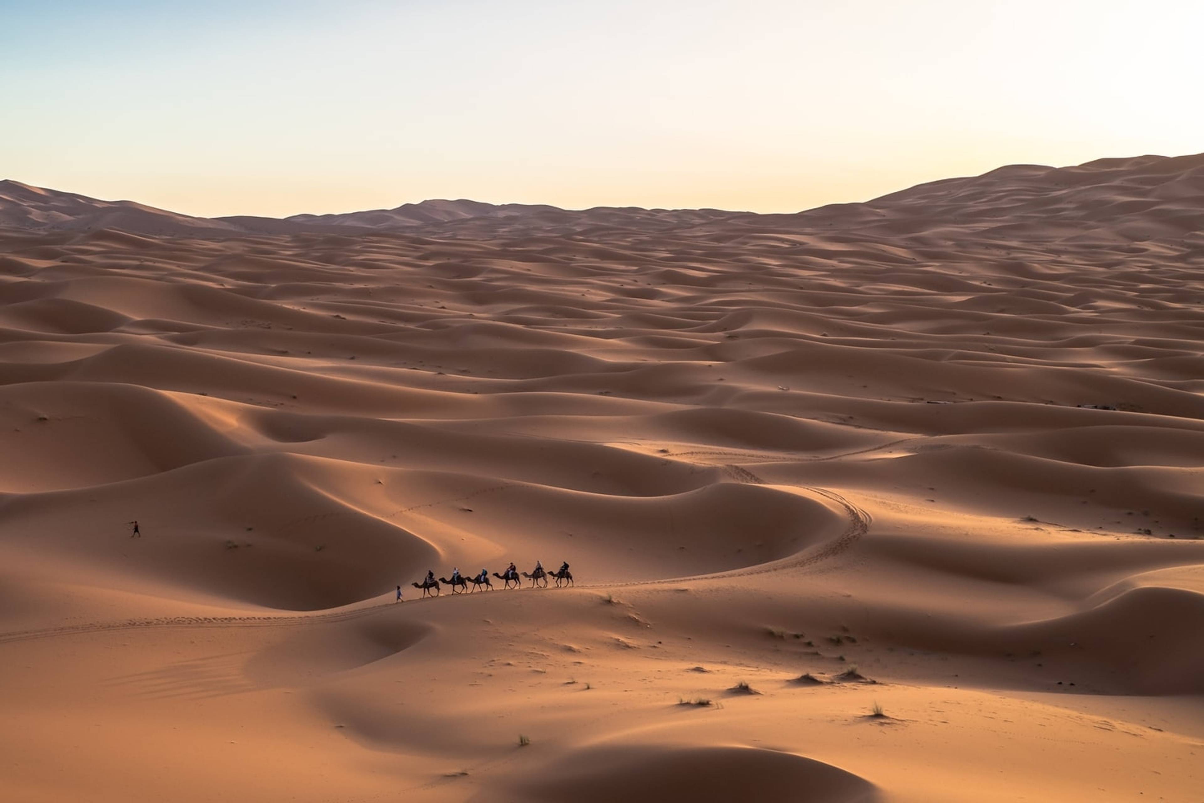 Dune desertiche attraversate da cammelli
