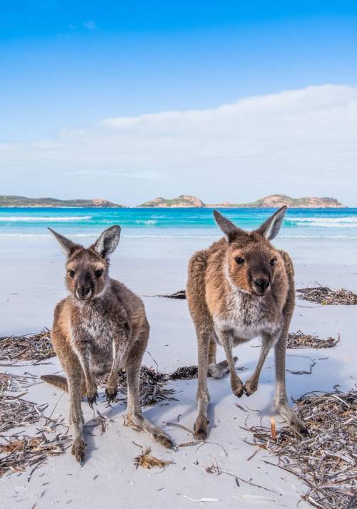 kangaroo island