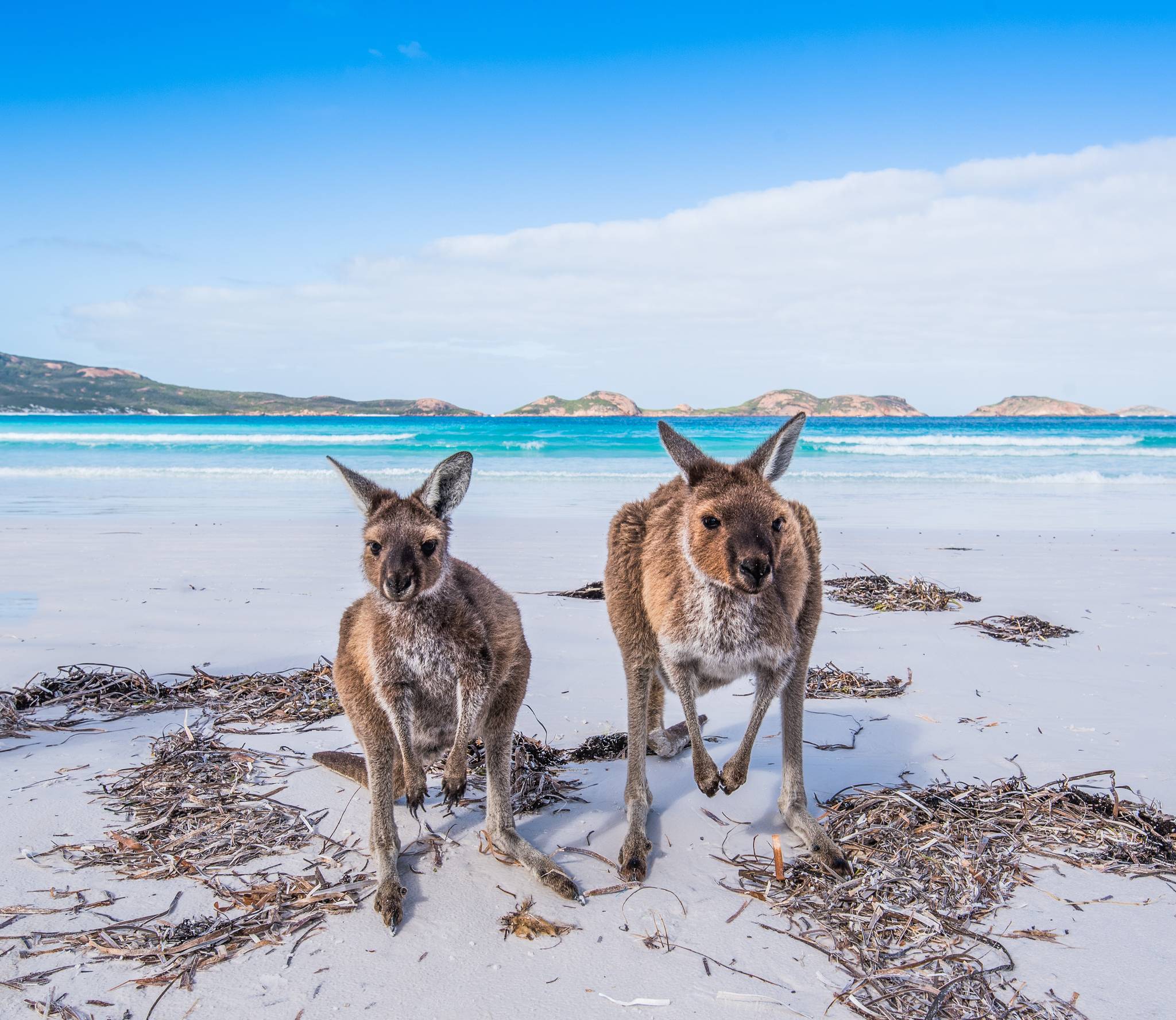 isola dei canguri australia