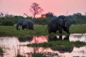 branco di elefanti al tramonto