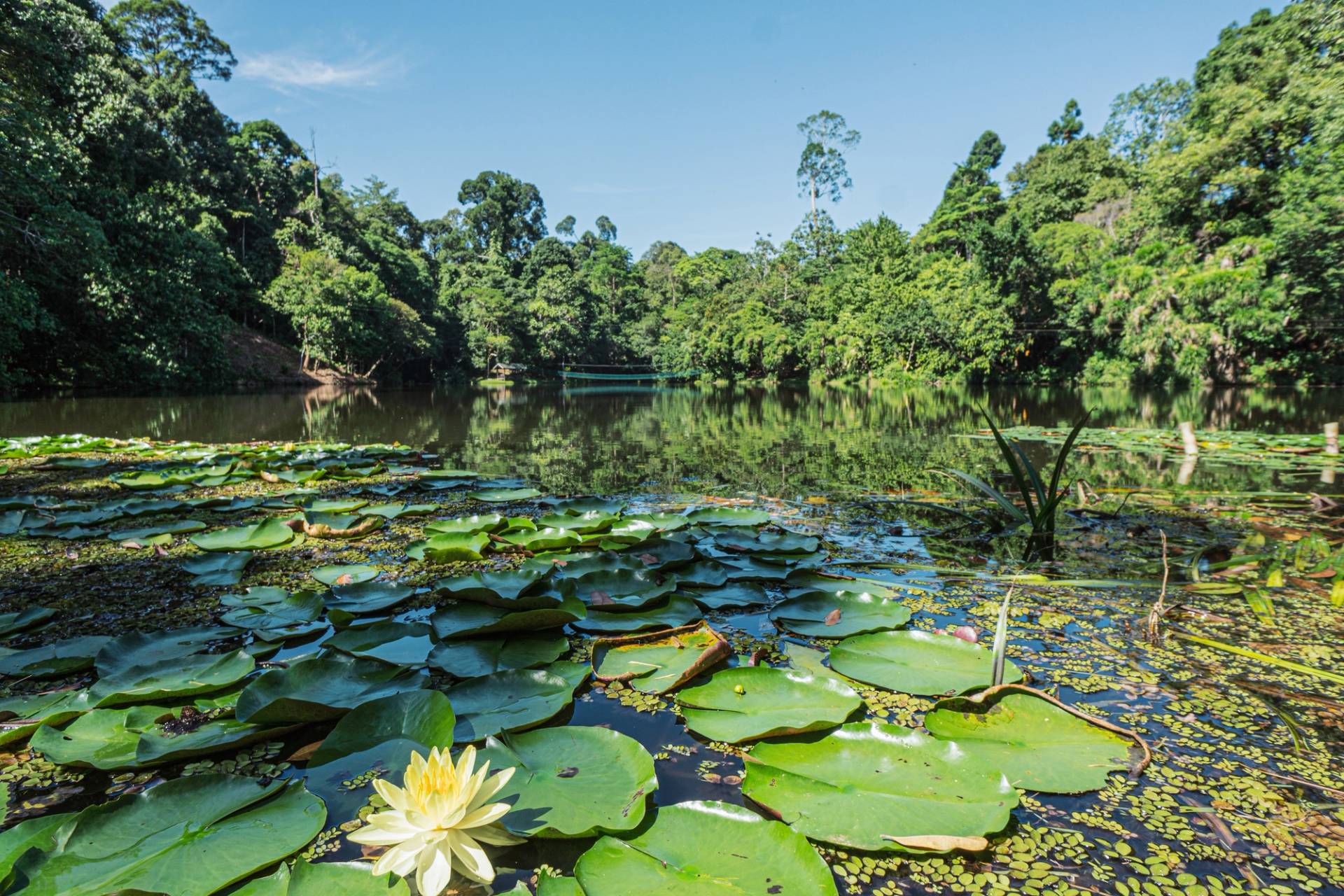 pond and jungle 