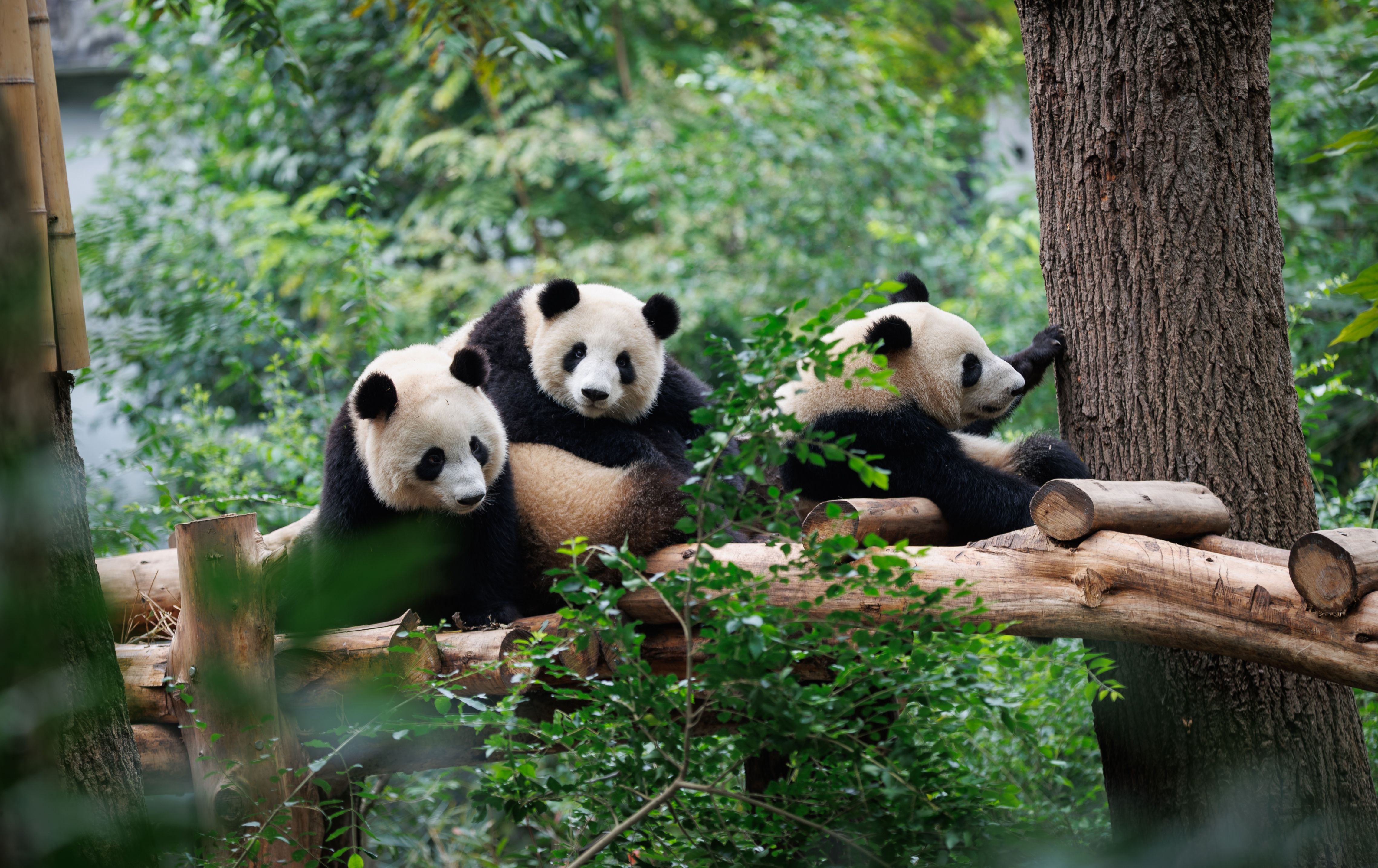 Cina Essenziale: da Zhangjiajie a Chengdu