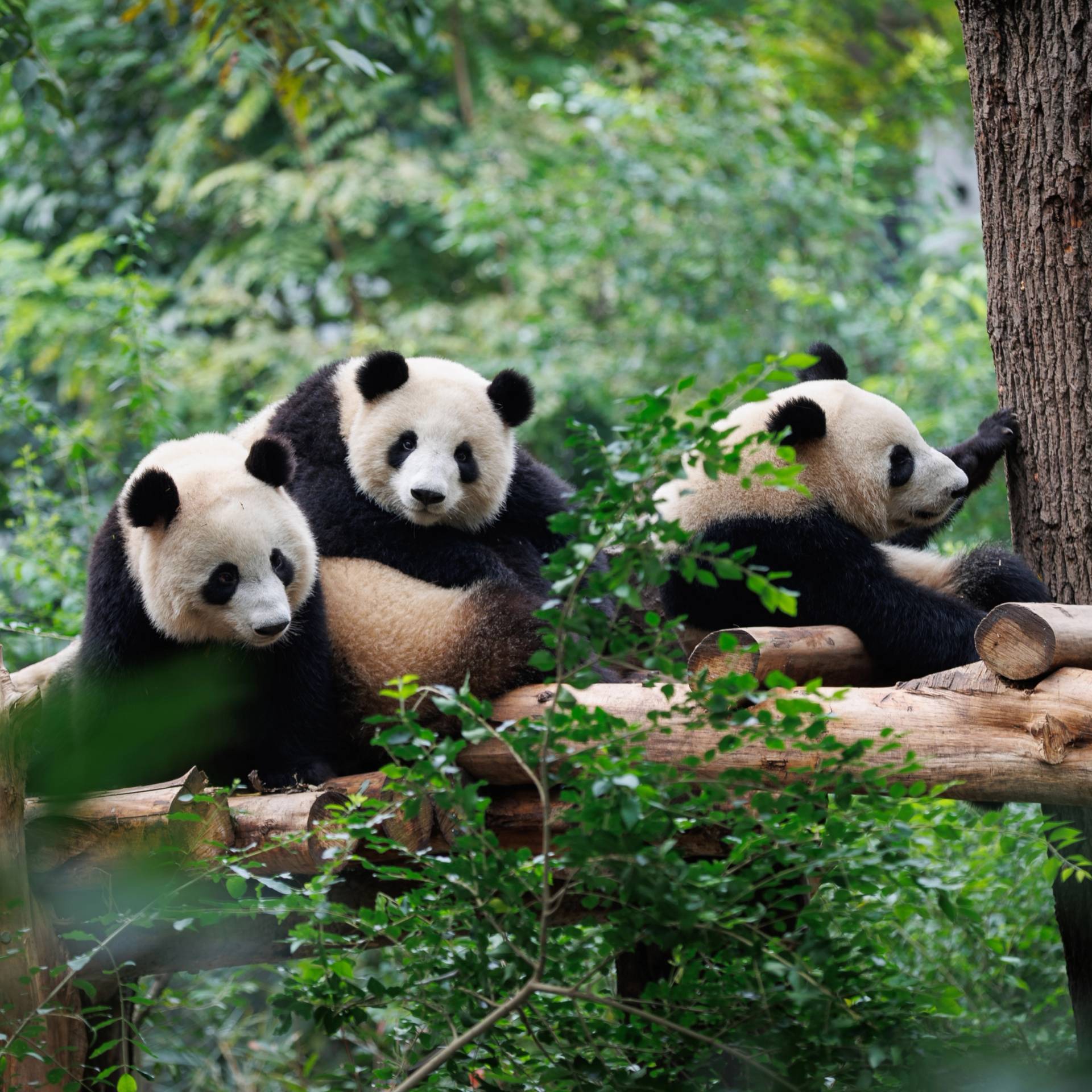Cina Essenziale: da Zhangjiajie a Chengdu