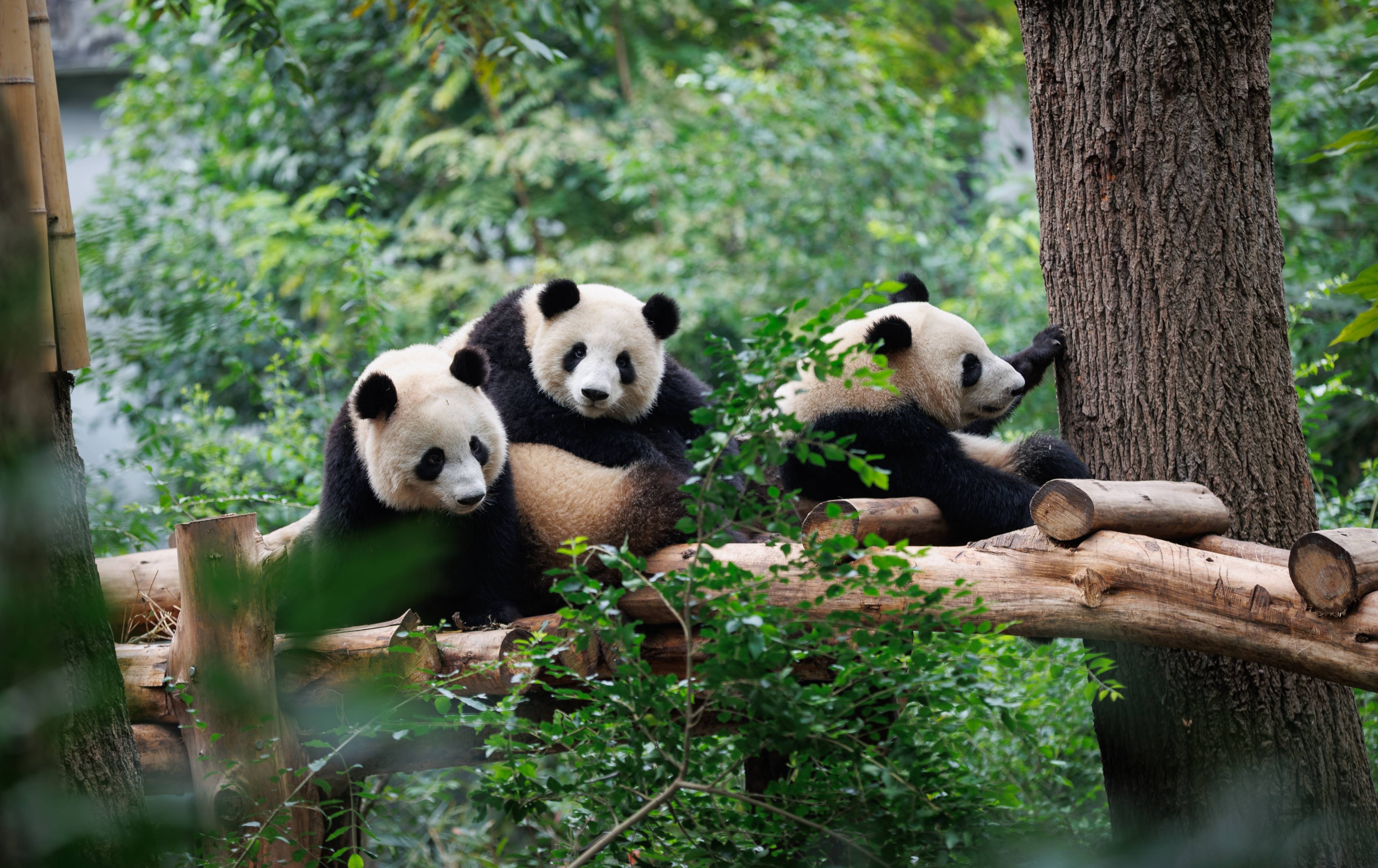 chengdu
