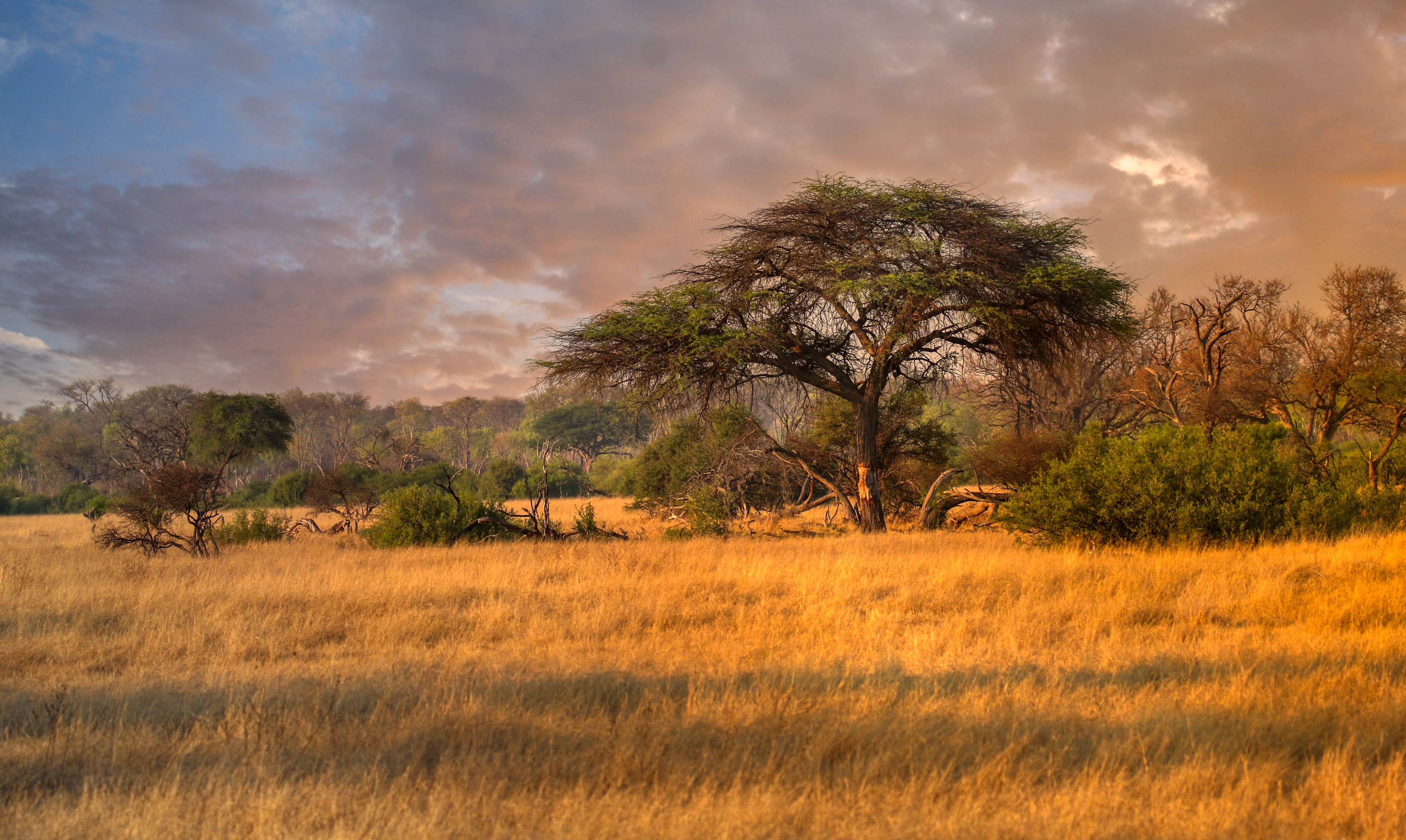 paesaggio della savana
