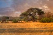 paesaggio della savana