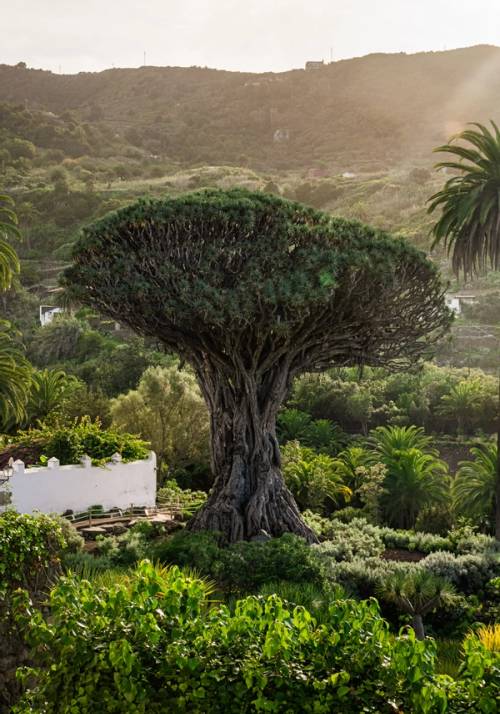 albero secolare a icod de los vinos