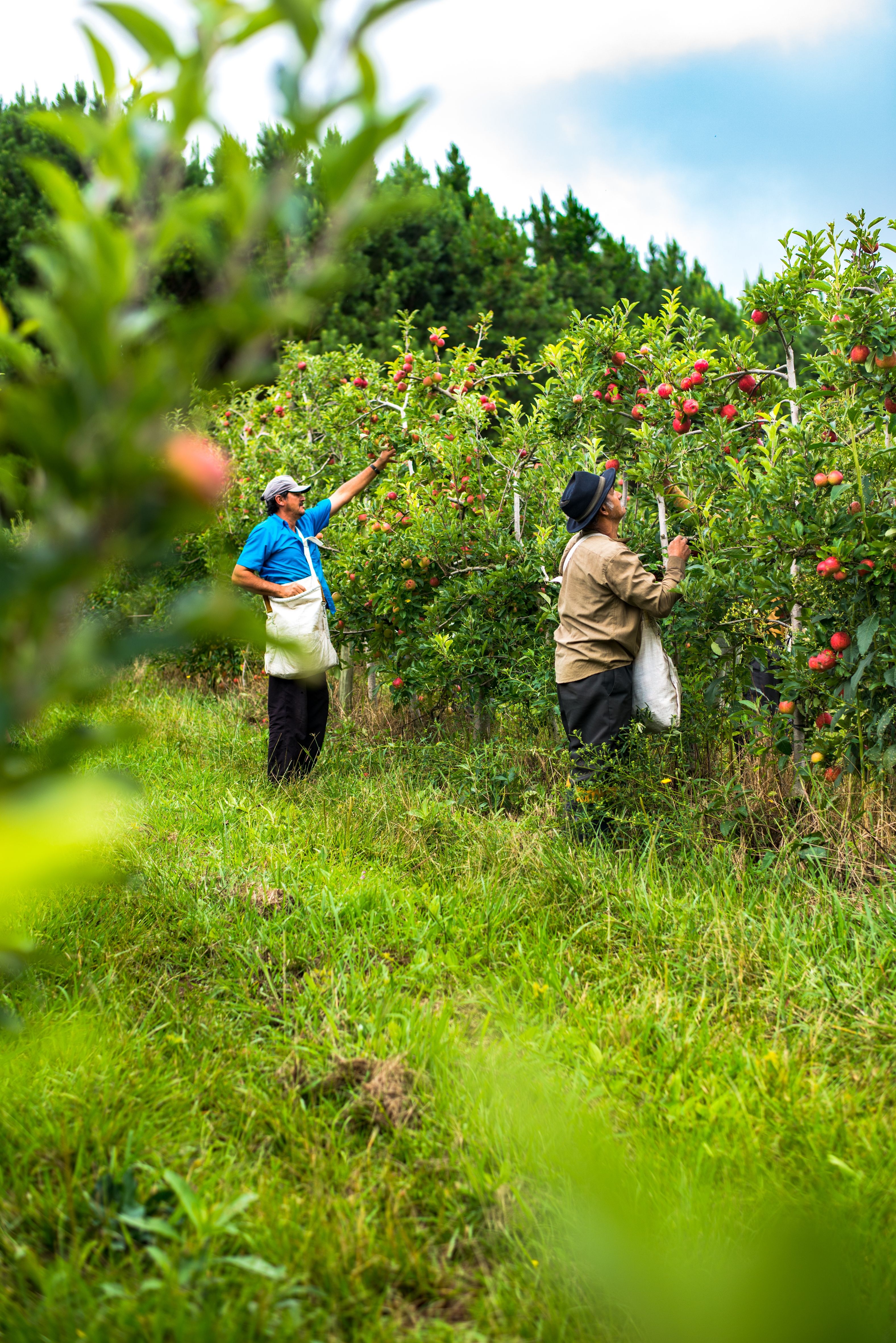 persone in un frutteto in brasile