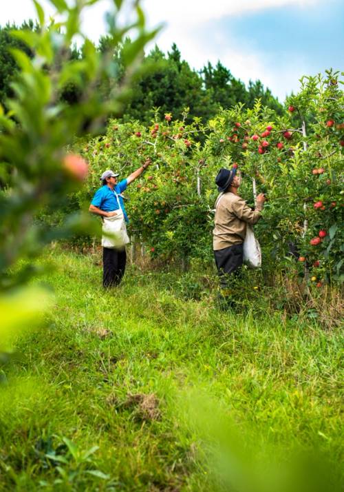 persone in un frutteto in brasile