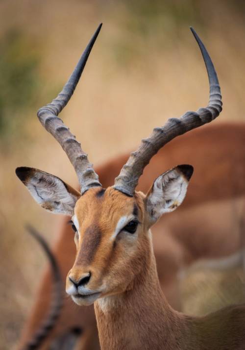 roe deer