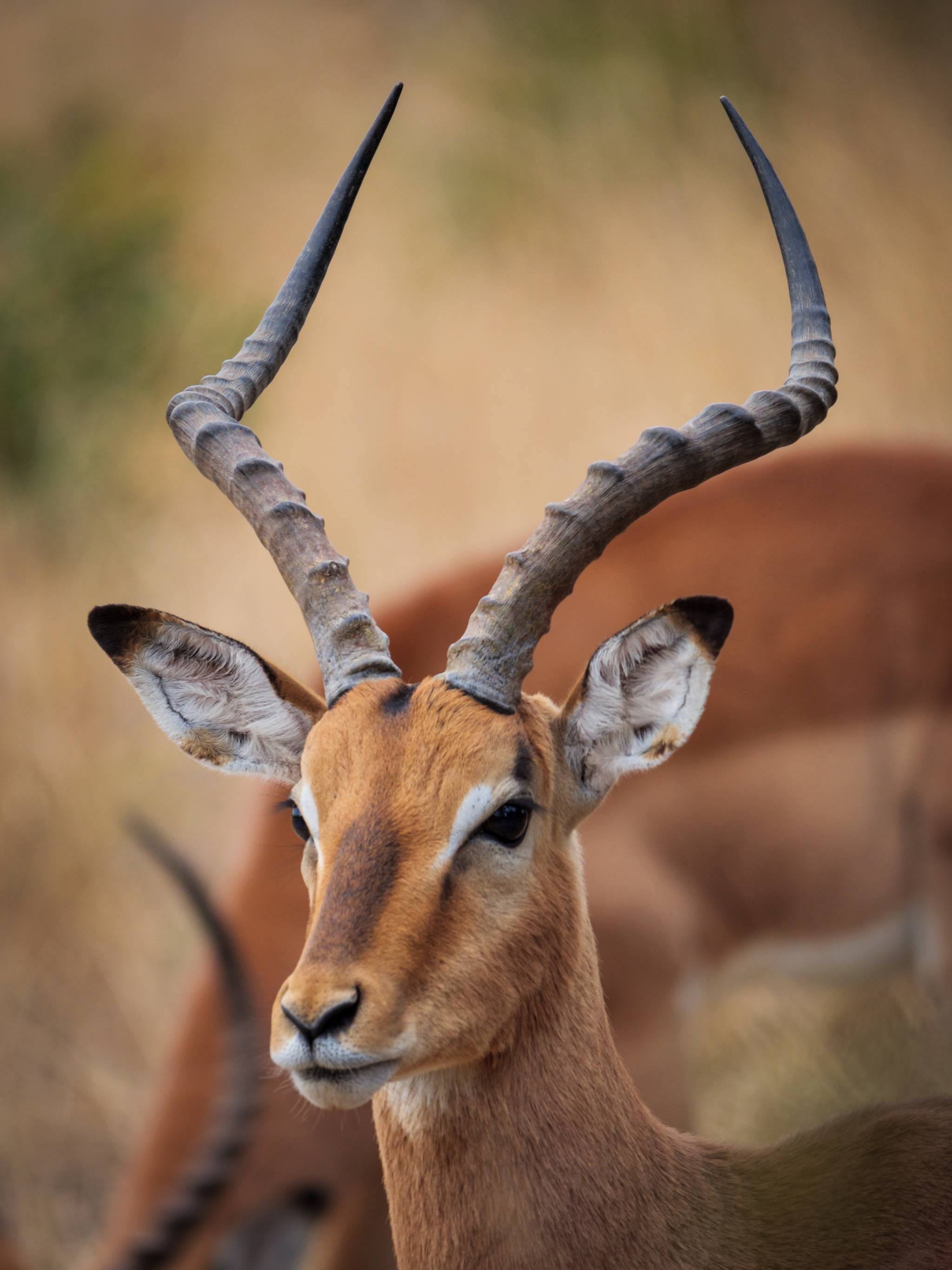 animale safari sudafrica