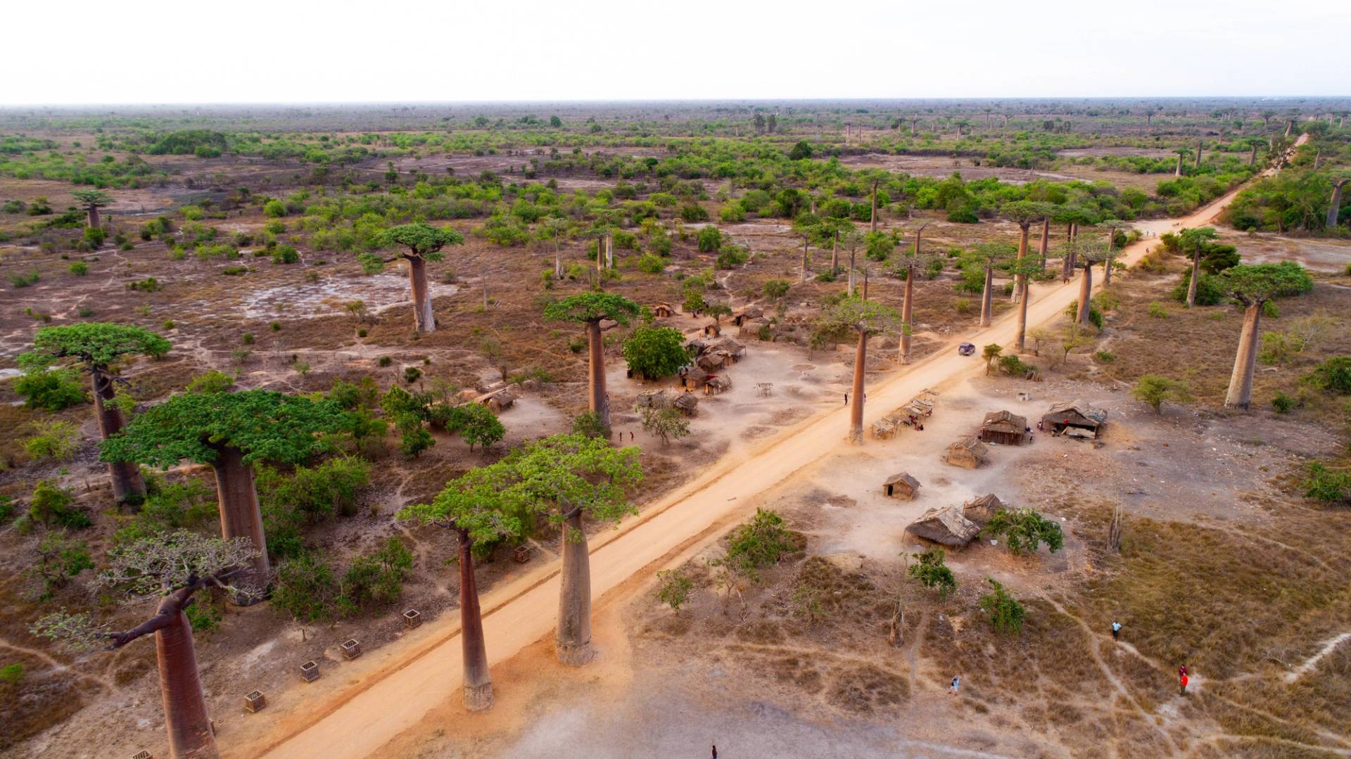 alberi baobab