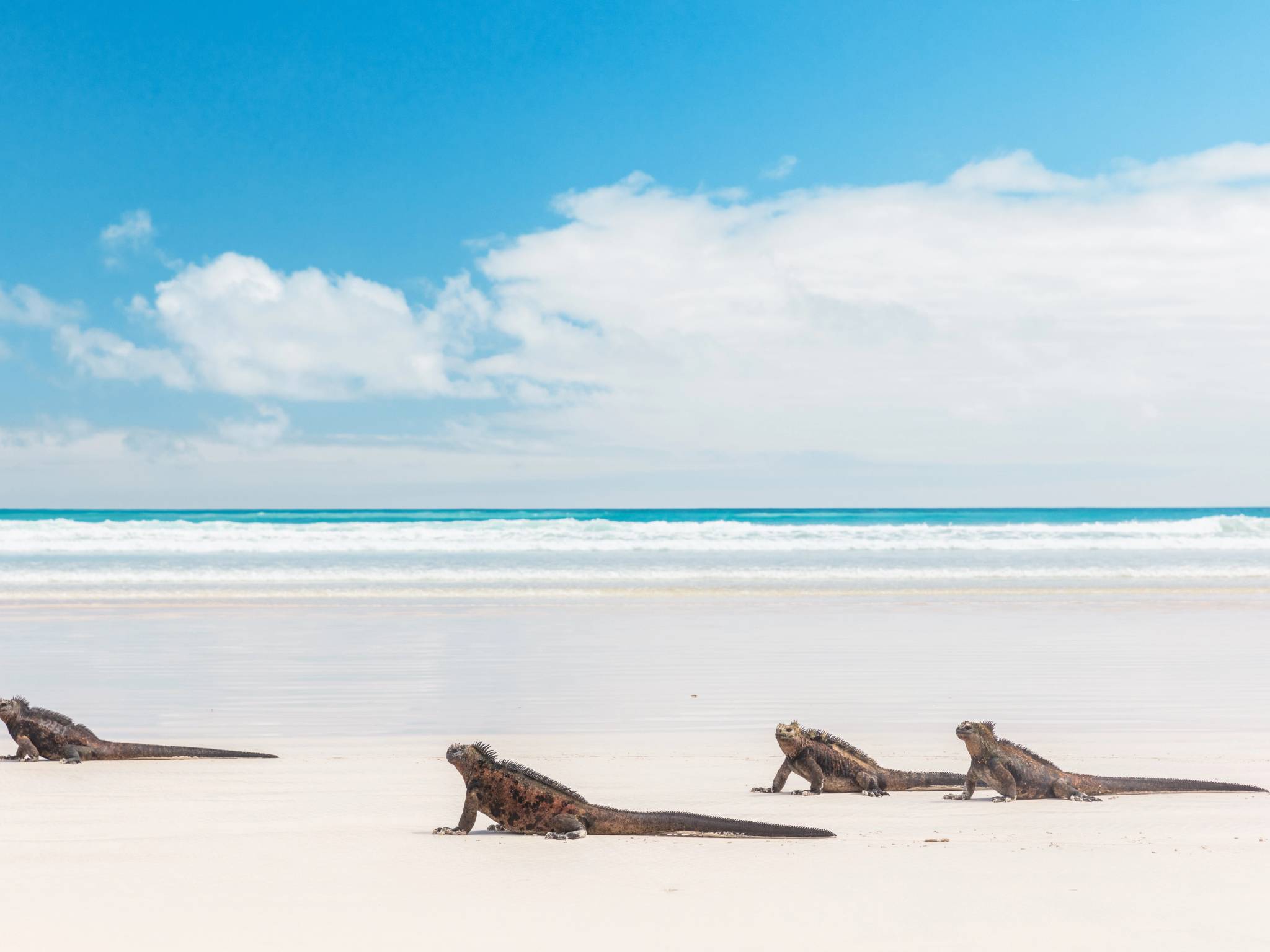 Tour Galápagos: le isole più belle dell’Ecuador cover