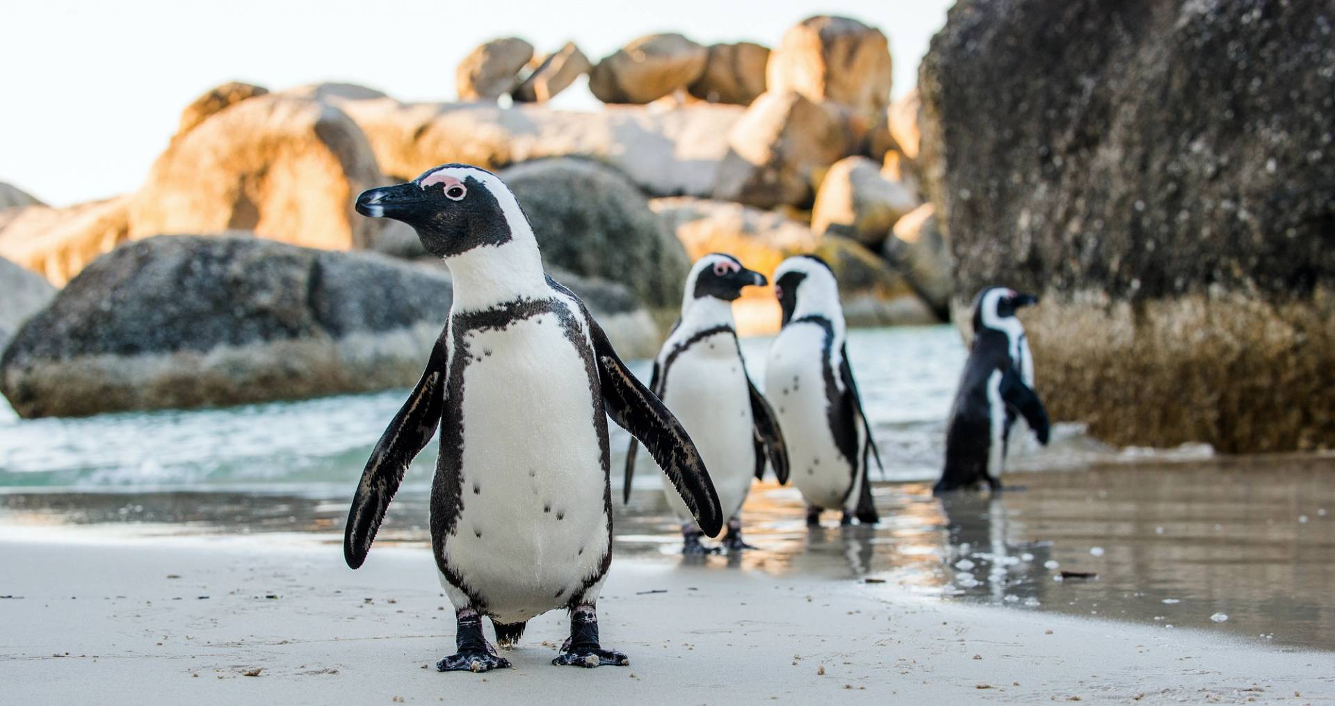 pinguini di boulders beach