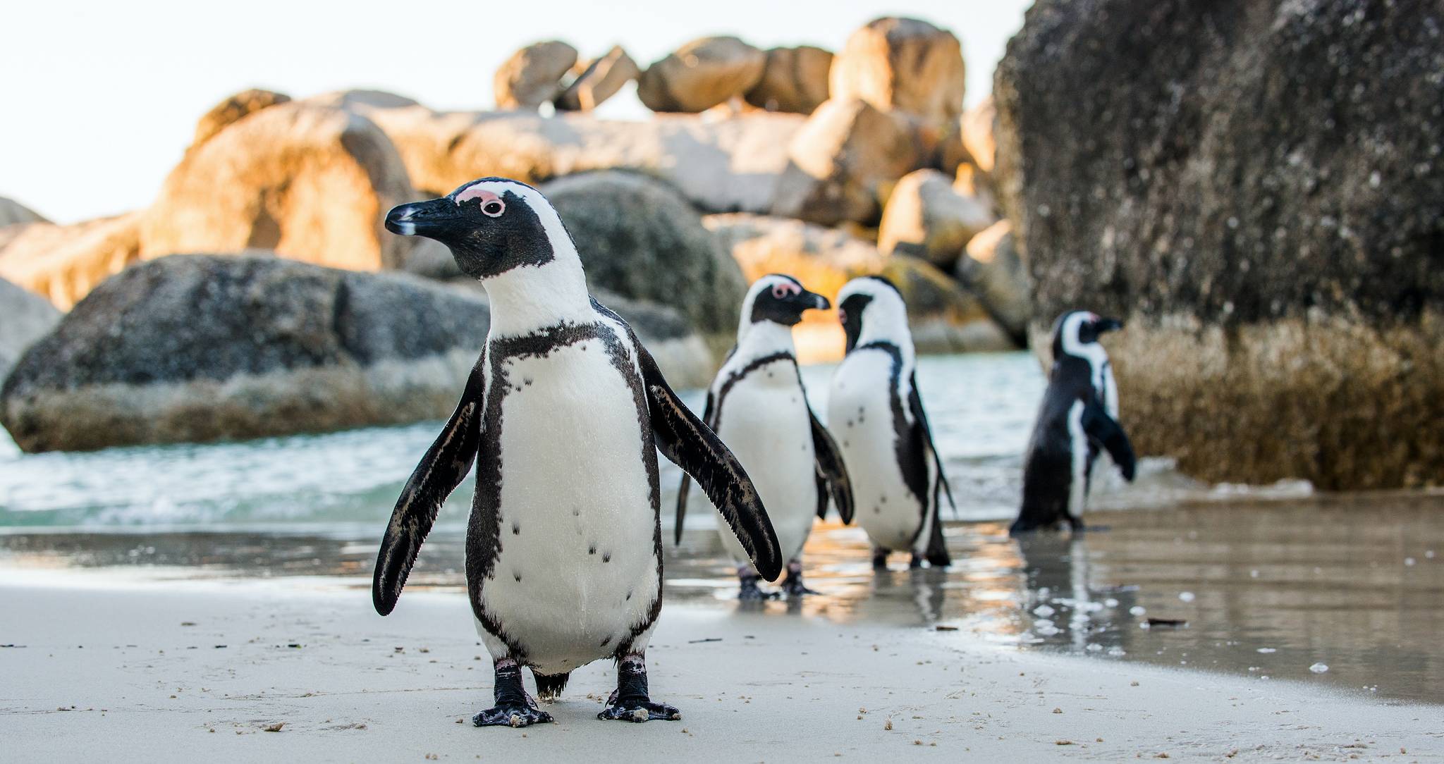 pinguini di boulders beach