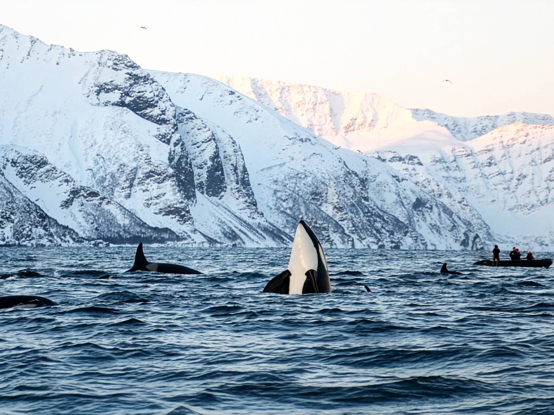 Nel cuore dell'Artico: Tromsø e fiordi norvegesi cover