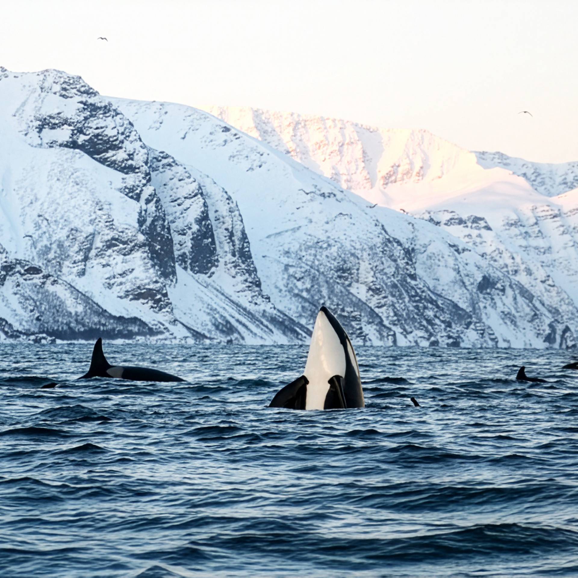 Nel cuore dell'Artico: Tromsø e fiordi norvegesi