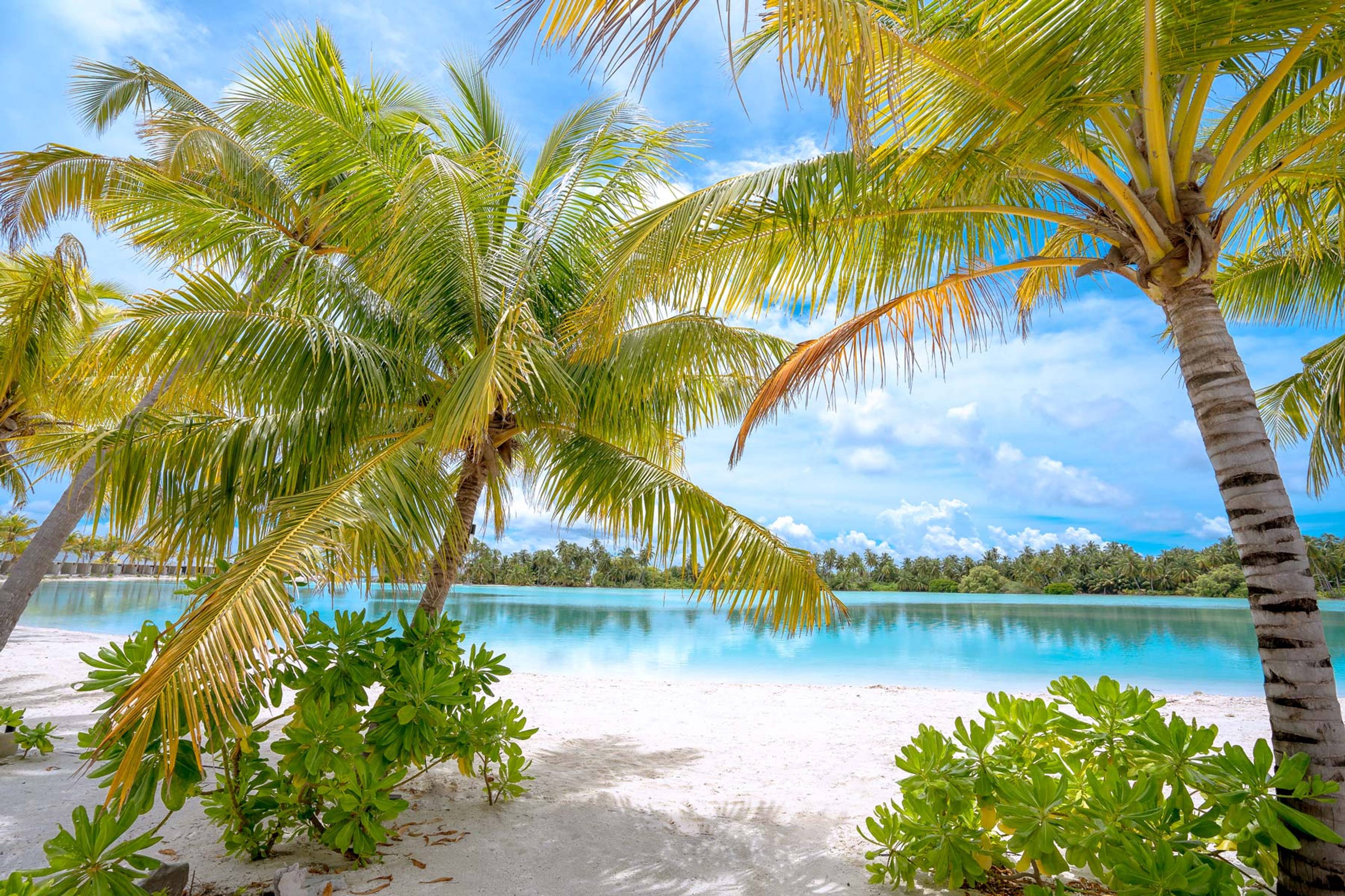 spiaggia con palme maldive