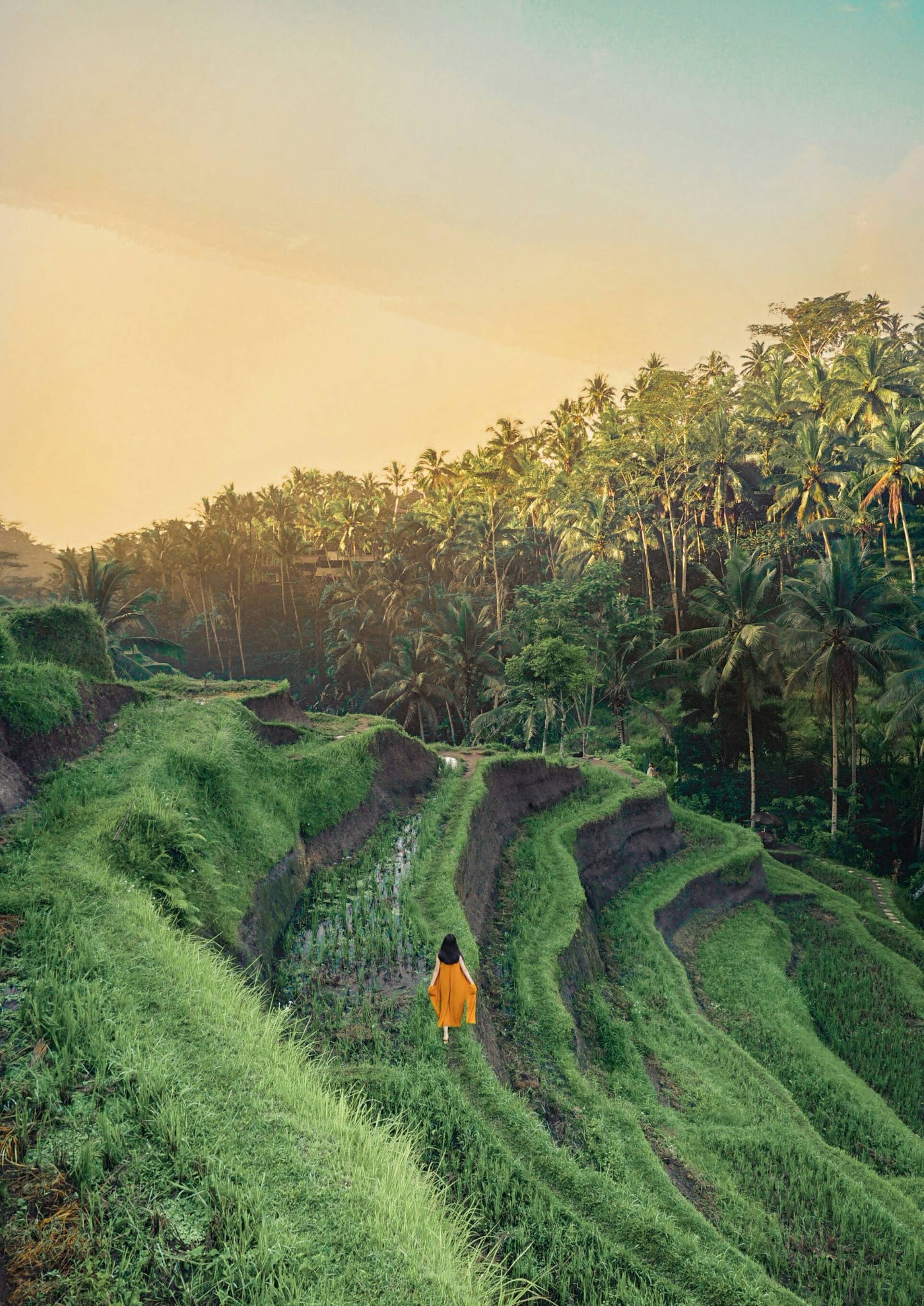 terrazze di riso a ubud
