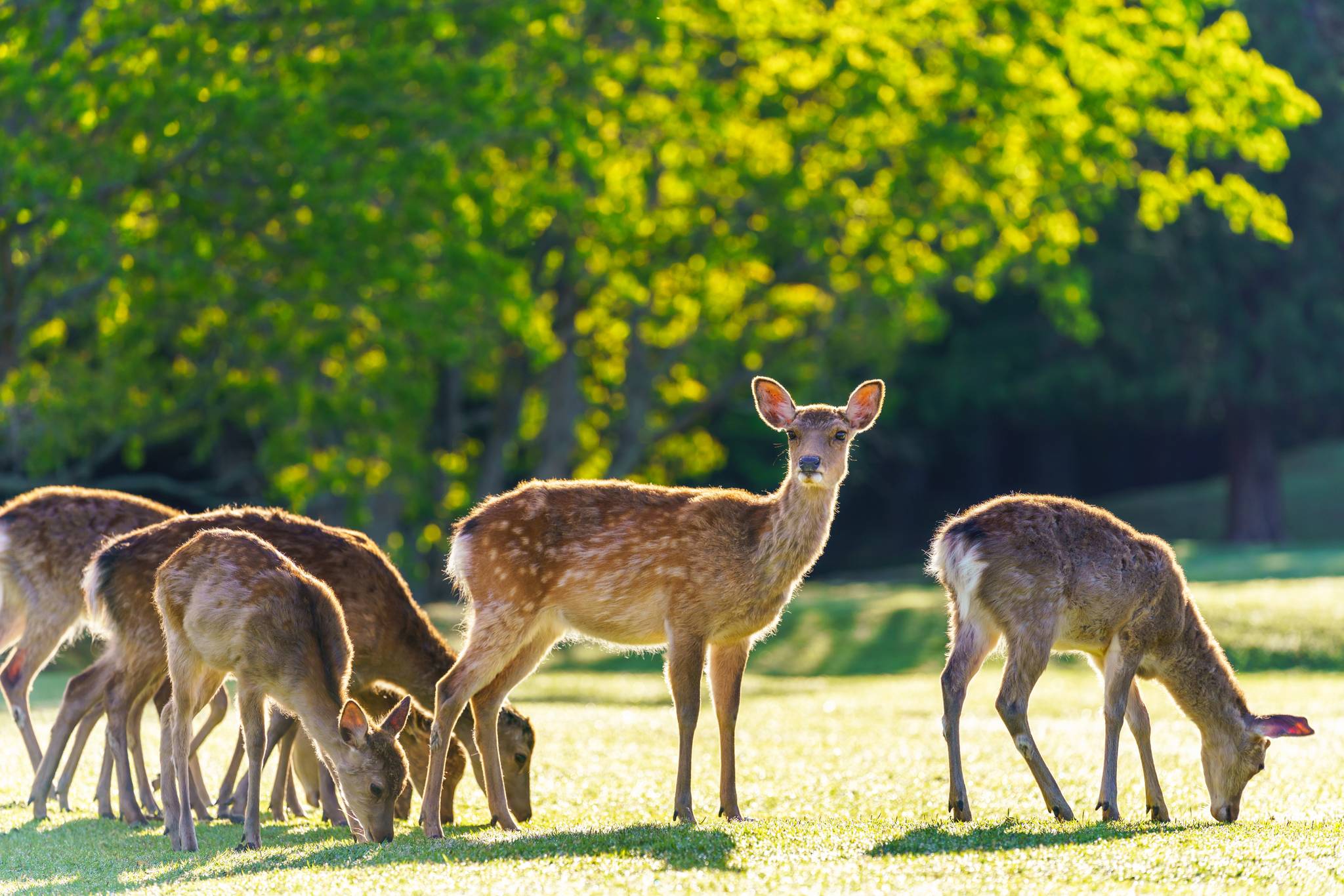 cerbiatti nel parco di nara giappone