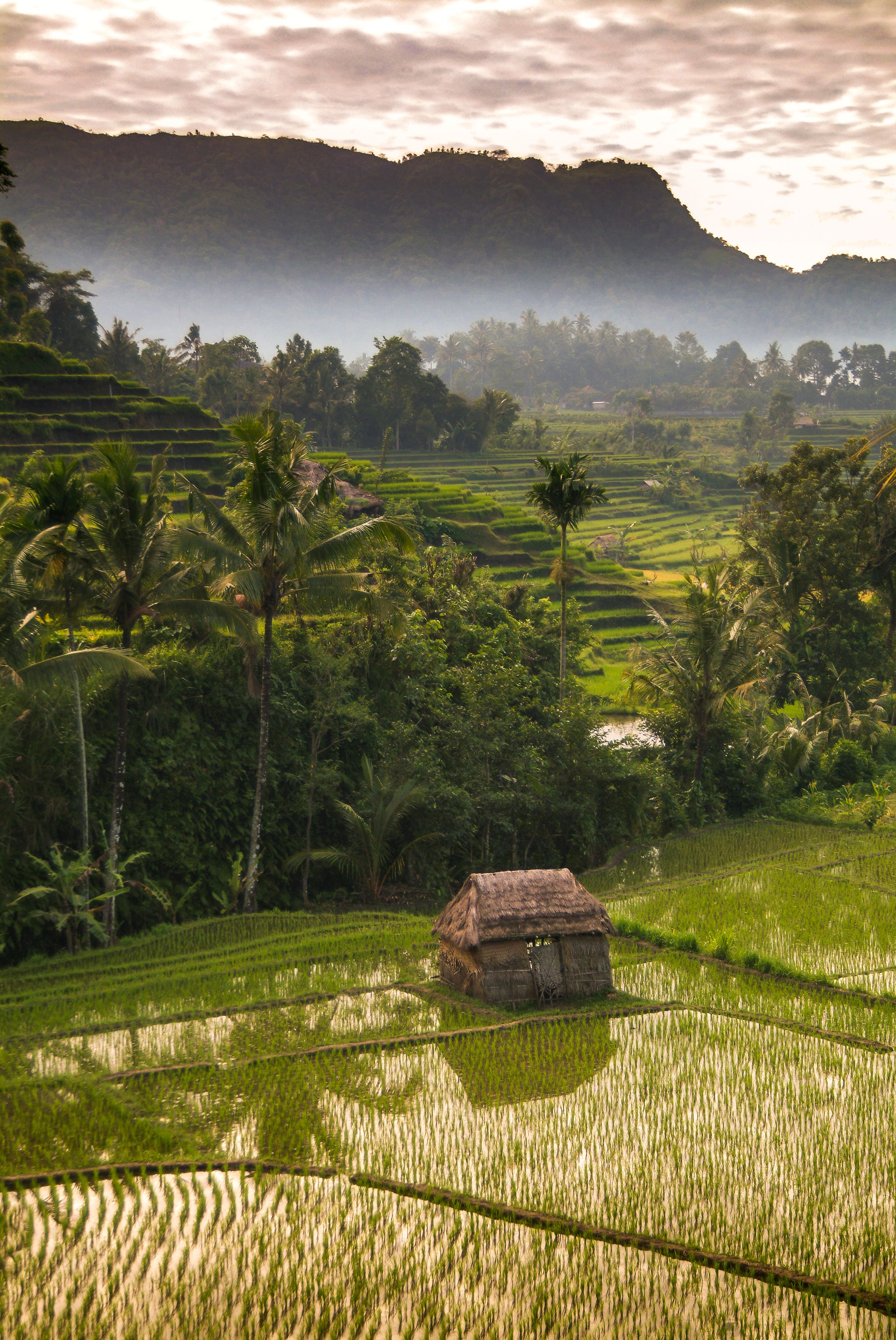 green rural landscape