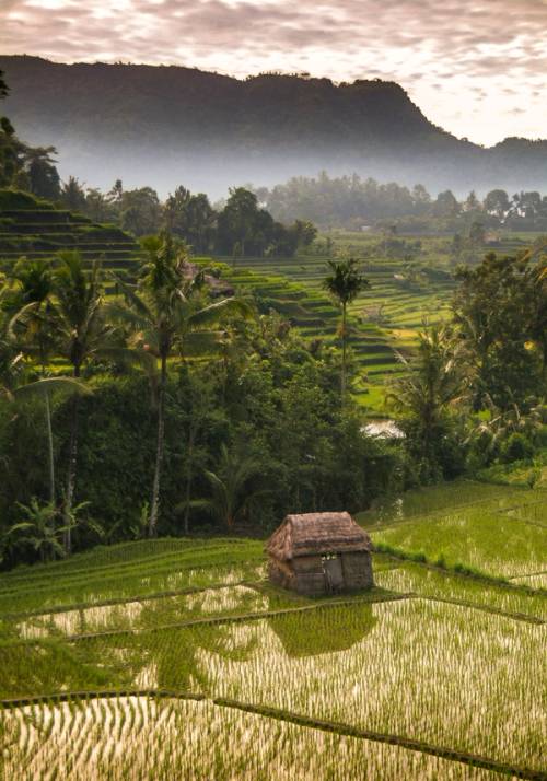 green rural landscape