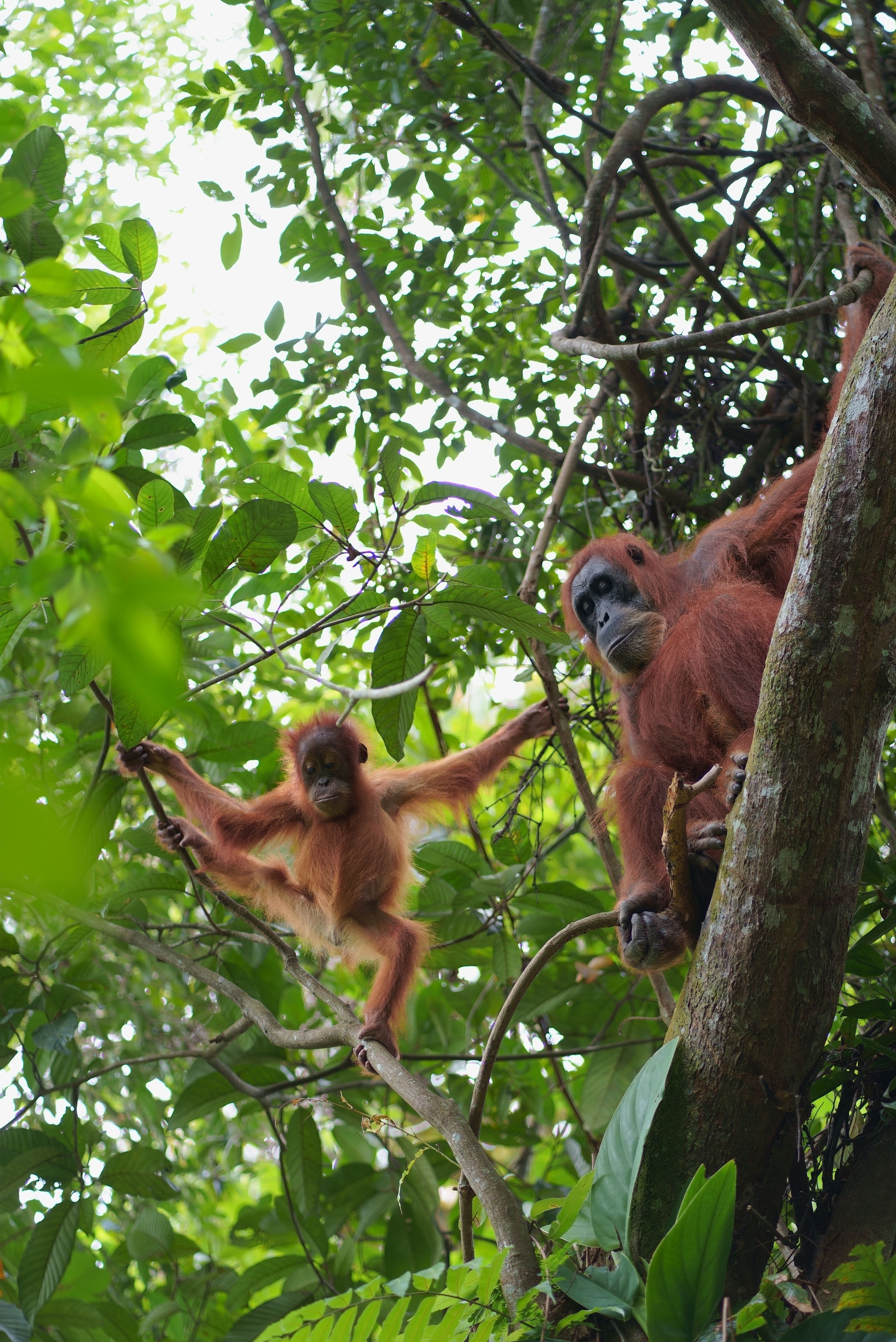 bukit lawang