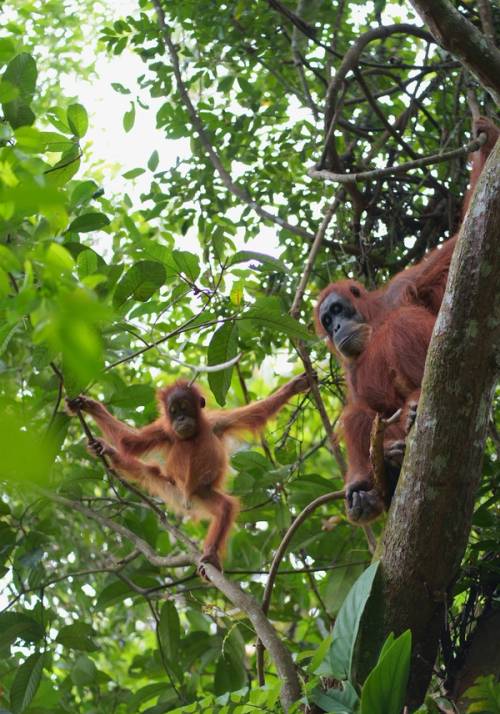 bukit lawang
