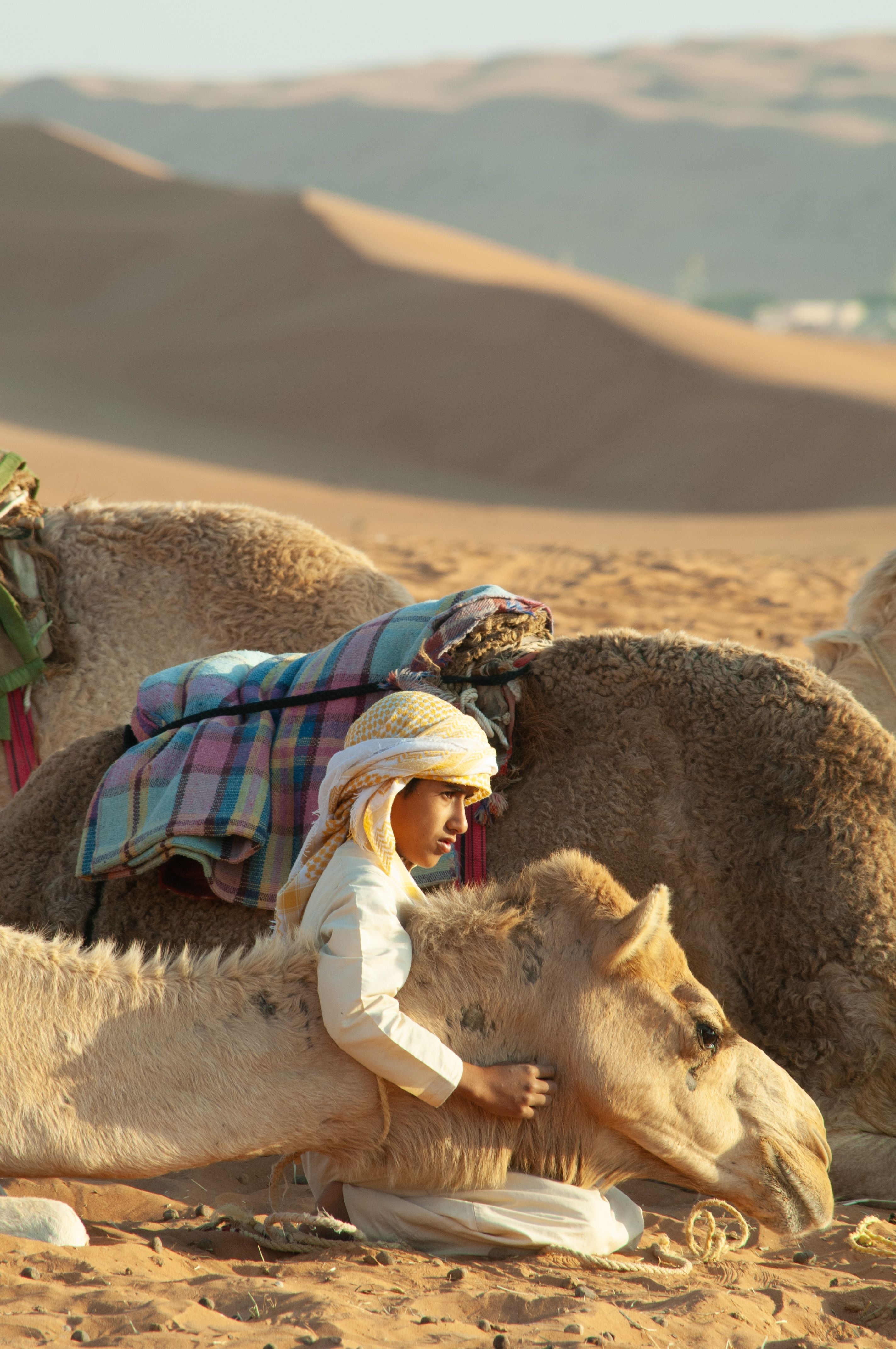 cammello nel deserto