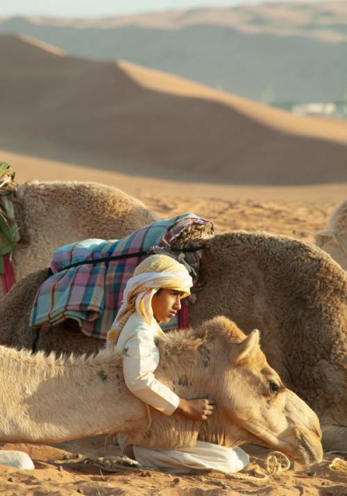 cammello nel deserto