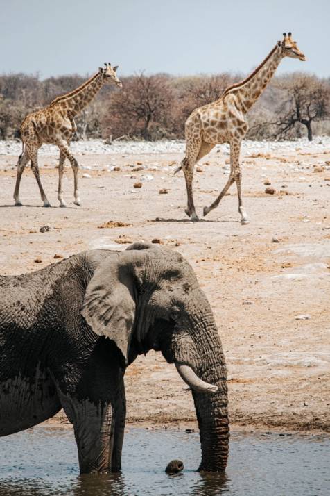 giraffe ed elefanti