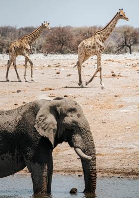 elefanti e giraffe